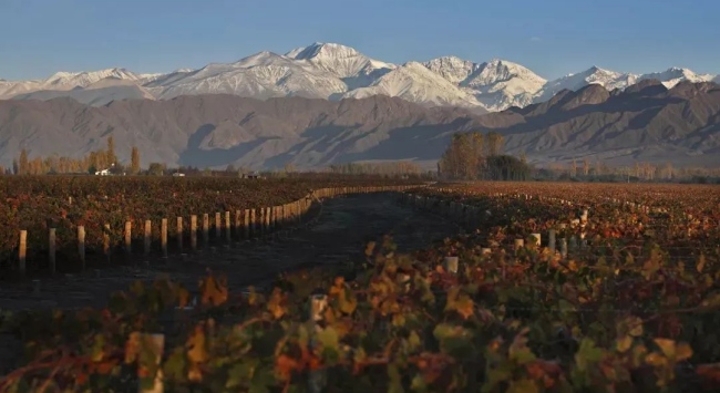 阿根廷門多薩_650 阿根廷門多薩_650